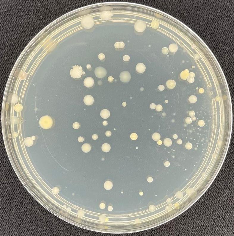 Agar plate from the untreated 8 ppm control group: the fewest colonies, predominantly large.