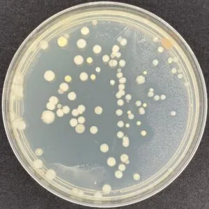 Agar plate from the 24 ppm dissolved-oxygen group: sparser colonies, predominantly medium-to-large.