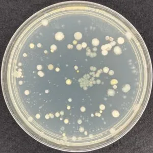 Agar plate from the 12 ppm dissolved-oxygen group: the densest plate, with a wide spread of colony sizes.