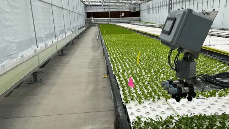 Leafy greens growing in deep water culture ponds in the client greenhouse