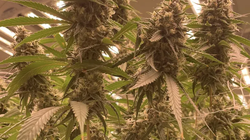 Cannabis canopy at the GB Sciences cultivation facility